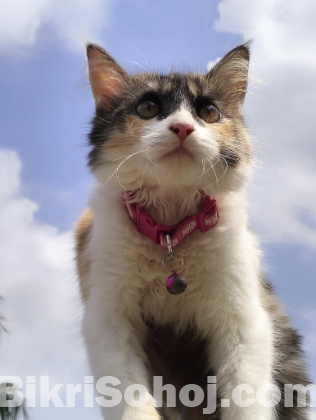 Calico female cat